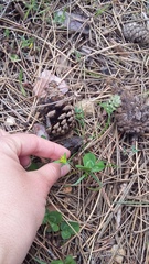 Euphorbia taurinensis