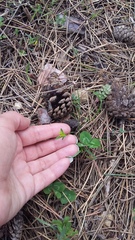 Euphorbia taurinensis