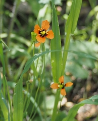 Papaver heterophyllum