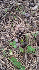 Euphorbia taurinensis