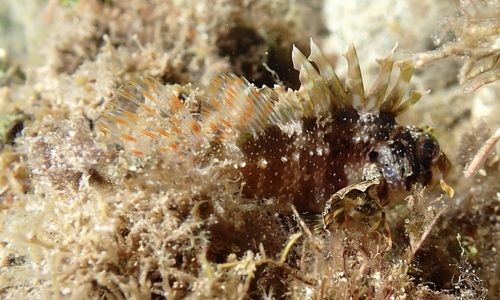 Dendrochirus barberi observed 2026-07-14