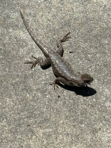 Western Fence Lizard seen in Sonoma Valley