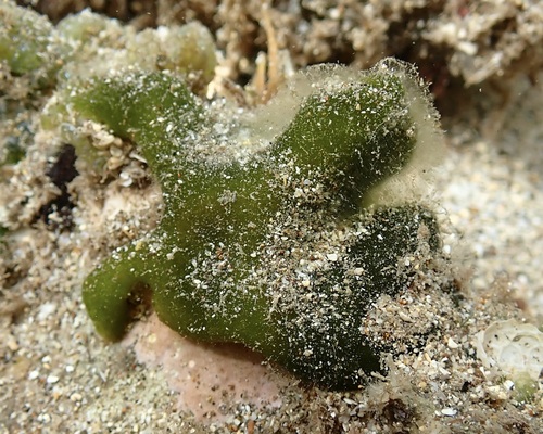 Codium observed 2026-07-14