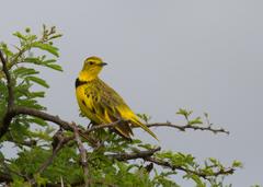 Tmetothylacus tenellus