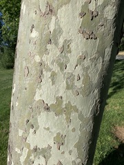 Platanus