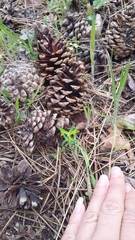 Euphorbia taurinensis