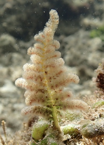 Wrangelia elegantissima