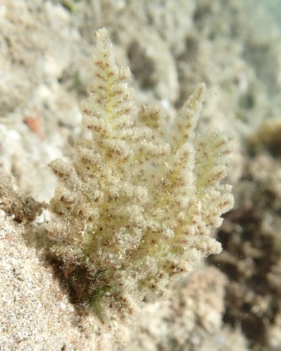 Wrangelia elegantissima
