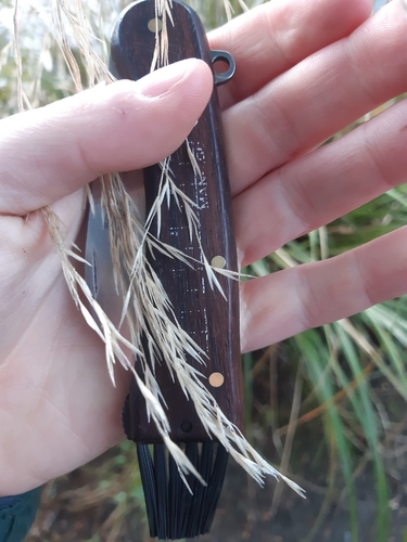 Chionochloa conspicua, photograph 2