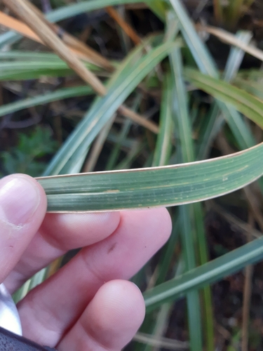 Chionochloa conspicua, photograph 4