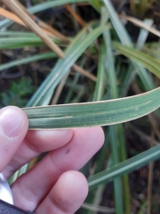 Chionochloa conspicua, photograph author not stated, no rights reserved