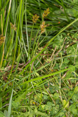 Carex leporina