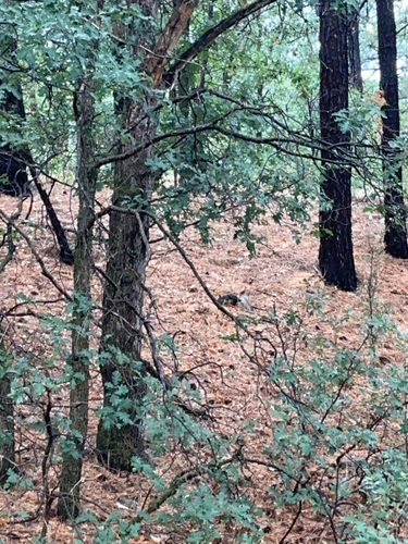 Abert's Squirrel observed by ethandaman1