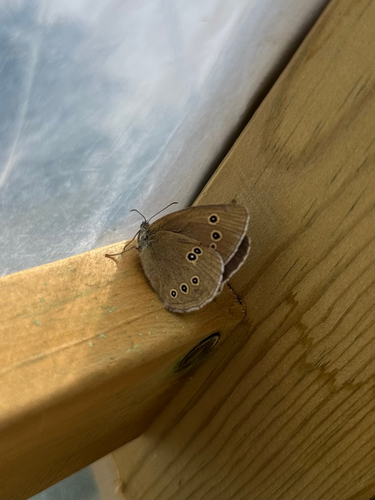 Ringlet