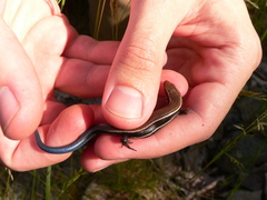 Plestiodon anthracinus anthracinus