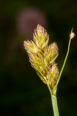 Carex leporina