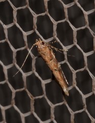 Anatrachyntis rileyi