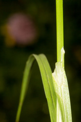 Carex leporina