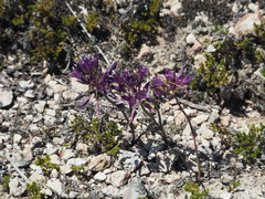Allium fimbriatum