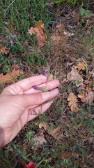 Vicia peregrina