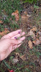 Vicia peregrina
