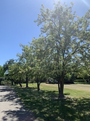 Styphnolobium japonicum