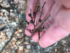 Pachypsylla celtidisgemma