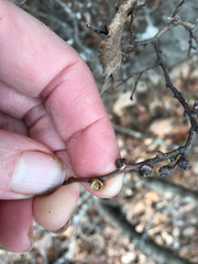 Pachypsylla celtidisgemma