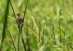 Sporophila morelleti