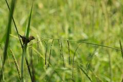 Sporophila morelleti