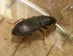 Harpalus atratus