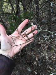 Pachypsylla celtidisgemma