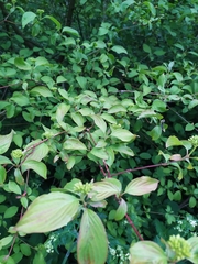 Cornus sanguinea
