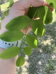 Styphnolobium japonicum