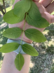 Styphnolobium japonicum