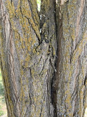 Styphnolobium japonicum