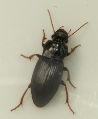 Harpalus atratus
