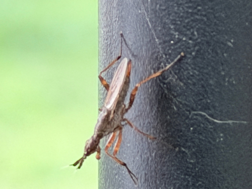 Longhorn Cactus Fly