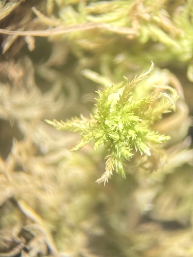 Sphagnum contortum observed 2026-07-13