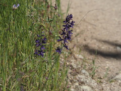 Delphinium hesperium