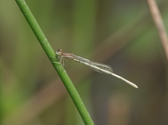 Agriocnemis lacteola