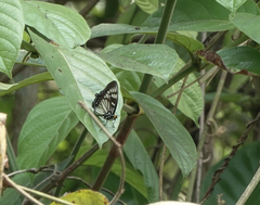 Euripus nyctelius