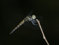 Brachydiplax