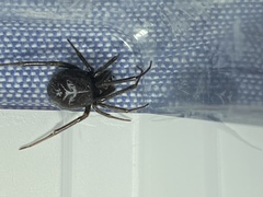 Steatoda