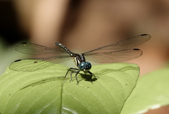 Phyllothemis eltoni