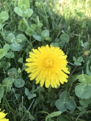 Taraxacum