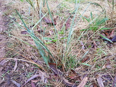 Lomandra multiflora dura