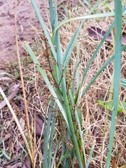 Lomandra multiflora dura