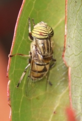 Eristalodes