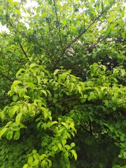 Cornus sanguinea